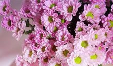 B型血君，最配什么花