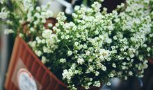 A型血君，最配什么花