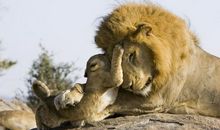 O血型君的聊天习惯