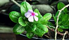 易鑫2019年10月30日生肖运势