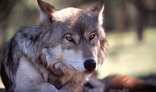 梦见狼代表什么意思