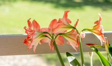 易鑫2019年10月29日生肖运势