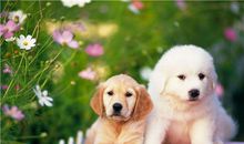 A型血属狗人的人际关系