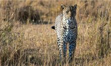 A血型的人潜力大吗？