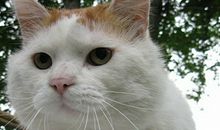 十二生肖谜语（八）