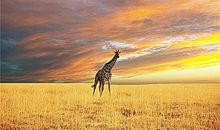 O血型的人潜力大吗？