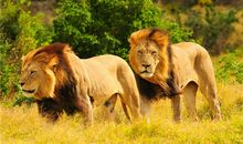 AB血型君能否绝处逢生