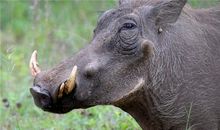 O型血属猪人的人际关系