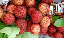 天秤座代表什么水果