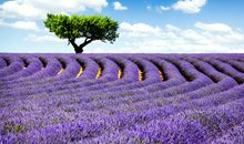 AB型血君，最配什么花