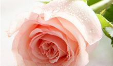 巨蟹座女生喜欢什么花