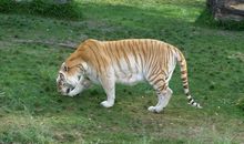 A型血属虎人的人际关系