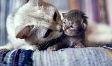 十二生肖谜语（六）