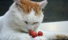 十二生肖谜语（九）