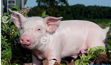 第一运程：1947年属猪的人2015年运程