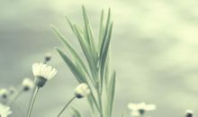 揭秘双鱼座的潜在情敌