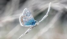 A型血的恋爱特点和恋爱方式