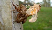 O型白羊座的人不适合早婚吗?