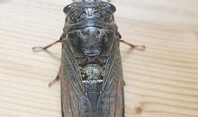 弱势的O型人有哪些特征