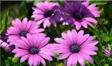 天秤座的幸运花