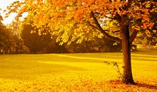 1994年属狗的是什么命