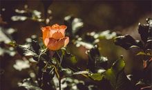 属狗的人办公室养什么花最旺财