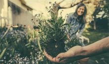 属鸡的人办公室养什么花最旺财