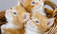 O型风象星座的人最容易被甩吗？