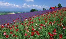 A血型君的秘密花园