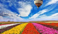 O血型君的秘密花园