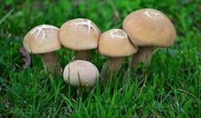 O型血属鼠的人最有前途吗？