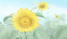 郭敬明面相研究分析