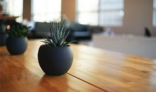 属猴的人办公室养什么花最旺财