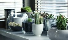 属兔的人办公室养什么花最旺财