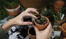 属马的人办公室养什么花最旺财