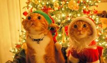 AB血型圣诞最想实现的愿望