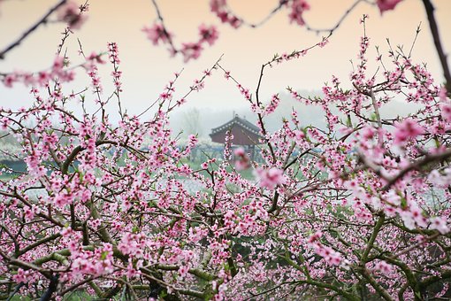 分析2019年生肖蛇的运气和不幸