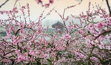 2019年生肖蛇财运吉凶分析