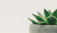 属虎的人办公室养什么花最旺财