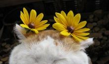 双鱼座的经商投资建议