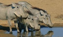 A型血属猪人的人际关系