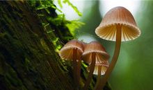 A型血属兔的人最有前途吗？