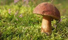 O型血属龙的人最有前途吗？