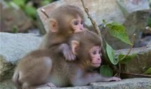 O型血属猴的人最有前途吗？