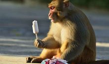 B型血属猴的人最有前途吗？