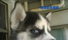 AB血型君有多记仇