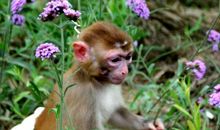 属猴适养什么宠物可以旺运