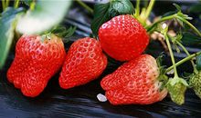 双鱼座代表什么水果