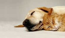 O型血属狗人的人际关系