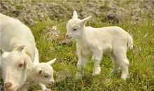 O型血属羊人的人际关系